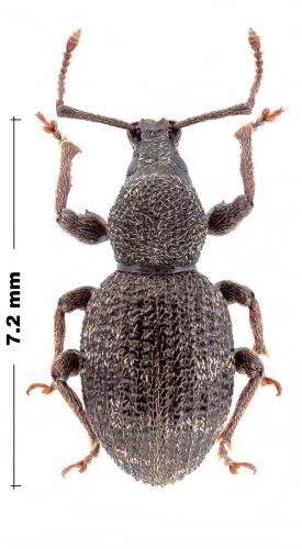 Réf. 317 367 : Otiorhynchus albidus
